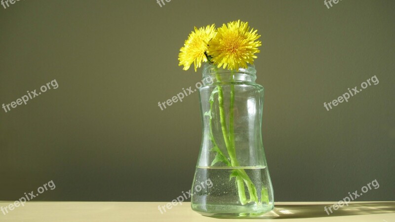 Dandelion Glass Blossom Flower Free Photos