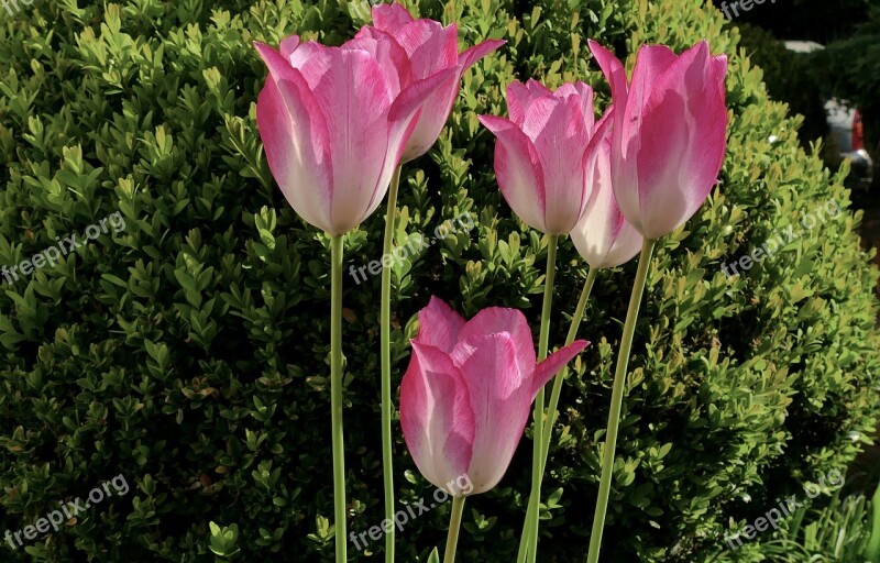 Tulip Flower Violet Flowers Spring