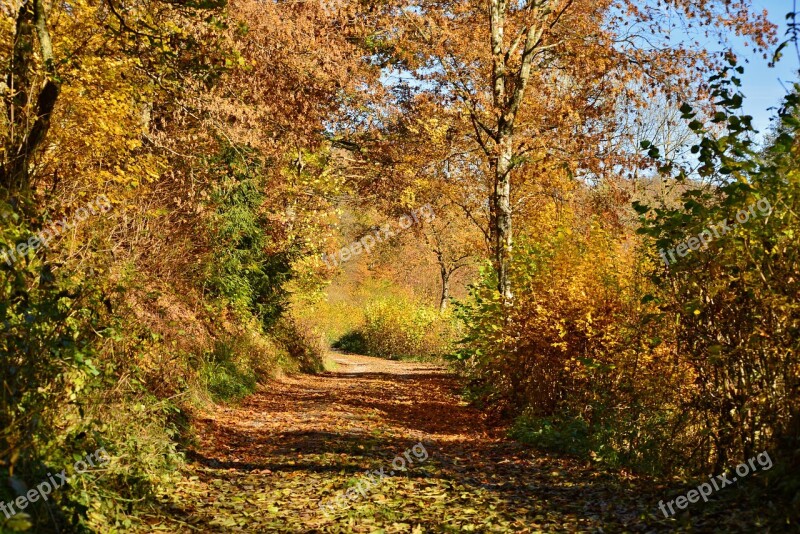 Autumn Forest Forest Path Trees Landscape