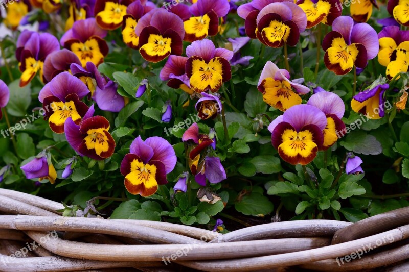 Violets Flowers Spring Nature Garden