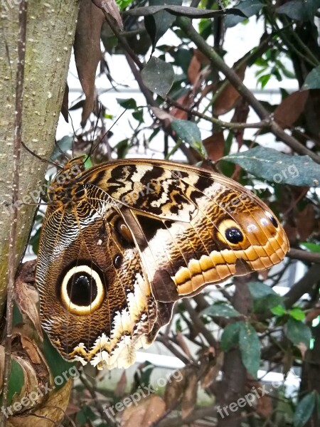 Butterfly Tropical Eye Waldeule Insect