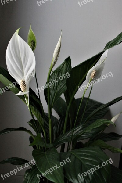 Flower White Flower Exotic White Green