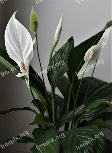 Flower White Flower Exotic White Green