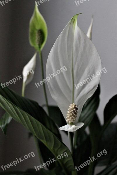 Flower White Flower Exotic White Green