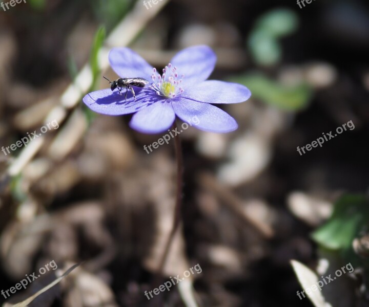 Flower Purple Plant Nature Close Up