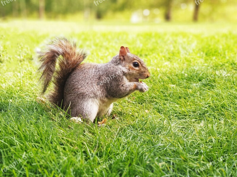 Nature Squirrel Soft Green Park