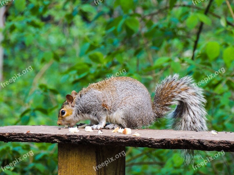 Squirrel Rufford Park Nature Animal Countryside