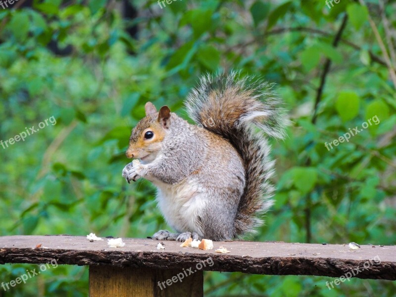 Squirrel Rufford Park Nature Animal Countryside