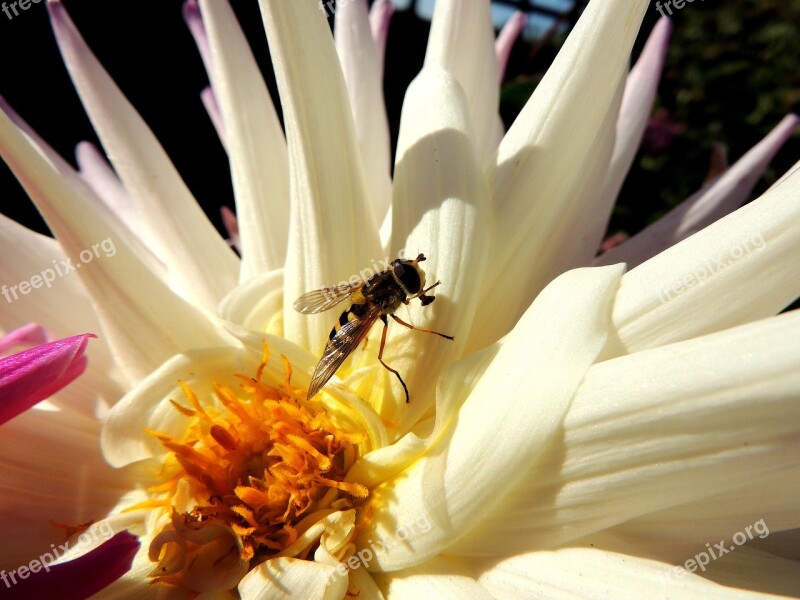 Fruit Fly Insect Flower White Petals