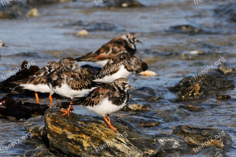 Tournepierre Sea Wader Birds Turnstone