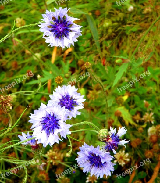 Cornflower Flower Flowers Flora Summer