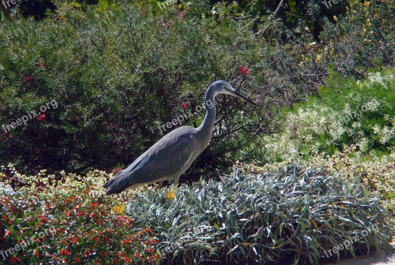 White-faced Heron Bird Wild Australia Grey