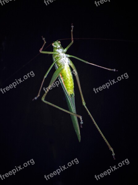 Grasshopper Insect Green Wild Wildlife