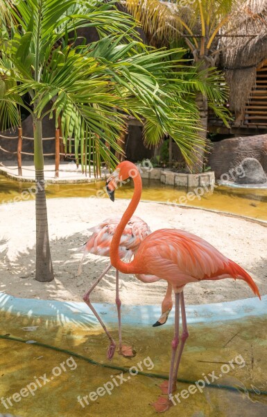 Flamingo Tropical Nature Exotic Pink