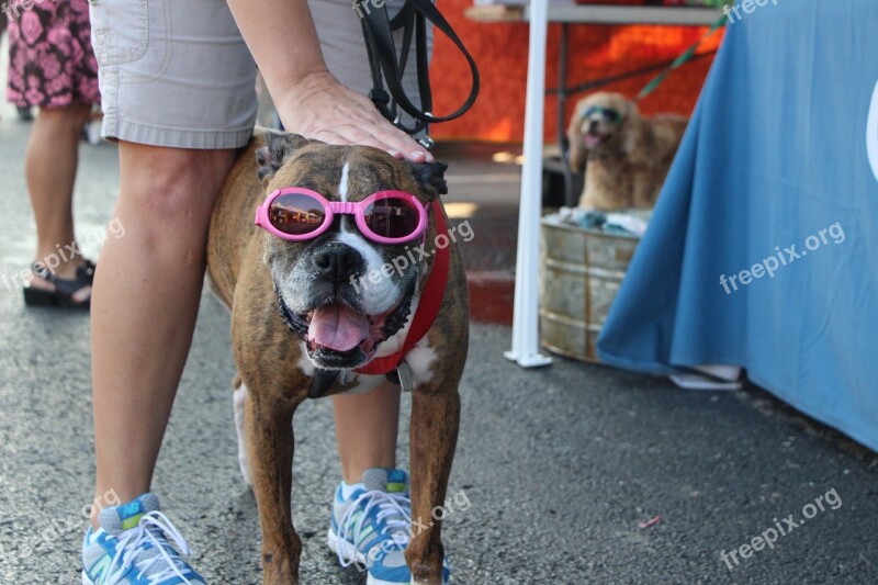 Dog Dog Glasses Cool Dog Funny Dog Animal