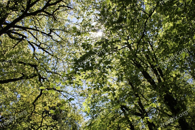 Leaves Sun Through Trees Trees Outdoor Natural