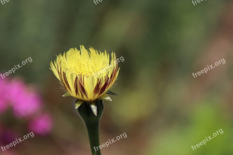 Flower Yellow Plants Garden Nature