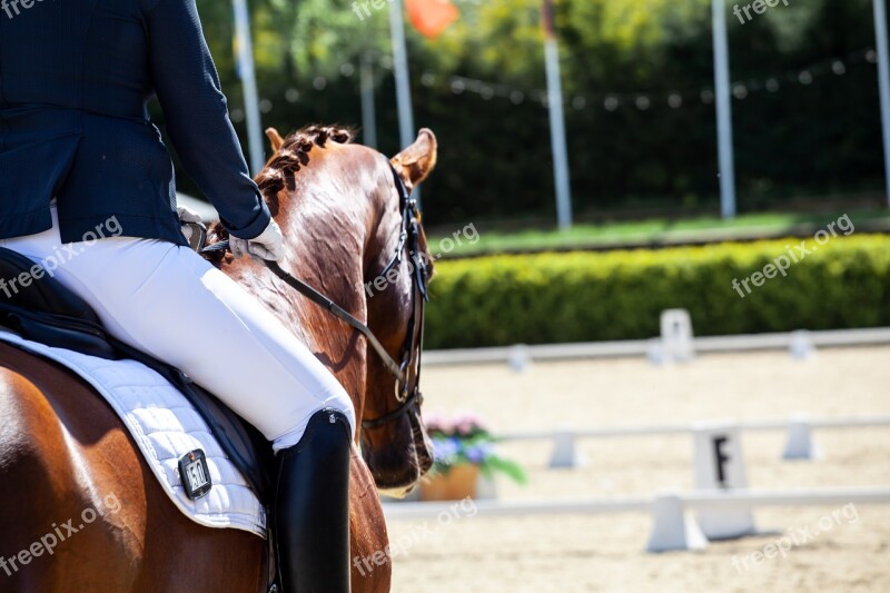 Dressage Horses Equine Arena Saddle