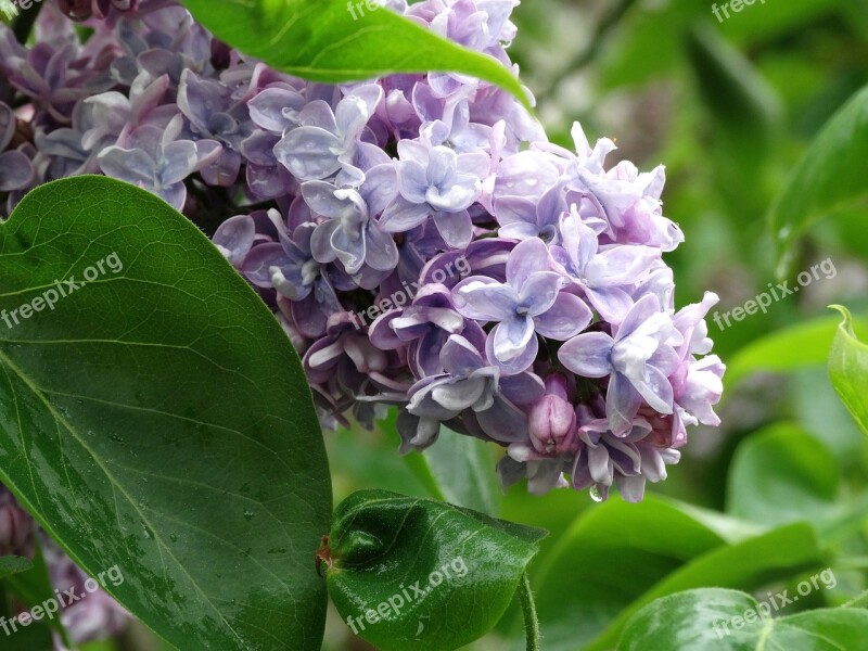 Without Lilac Flowers Spring May