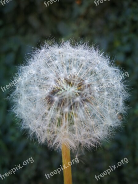 Dandelion Flower Ask For Desire Spring Free Photos