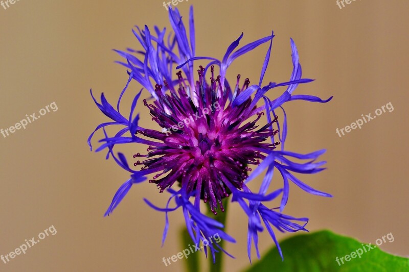 Pointed Flower Garden Nature Blossom Bloom