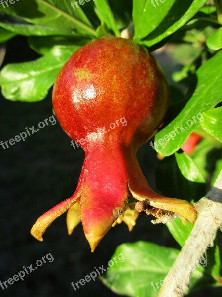 Pomegranate Fruit Agriculture Red Food