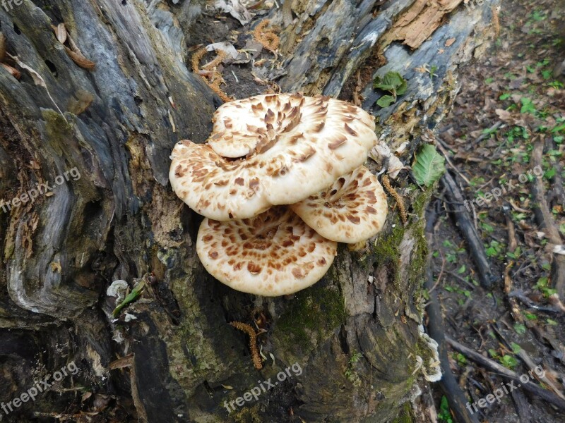 Forest Natural Mushroom Color Free Photos