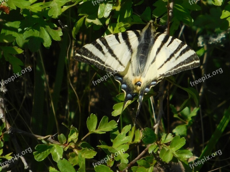 Nature Butterfly S Color Wing