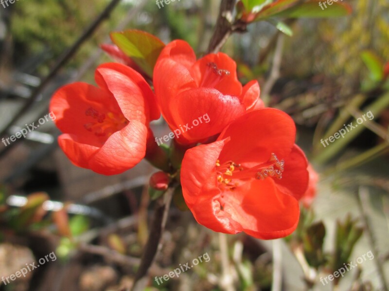 Blossom Red Flower Nature Free Photos