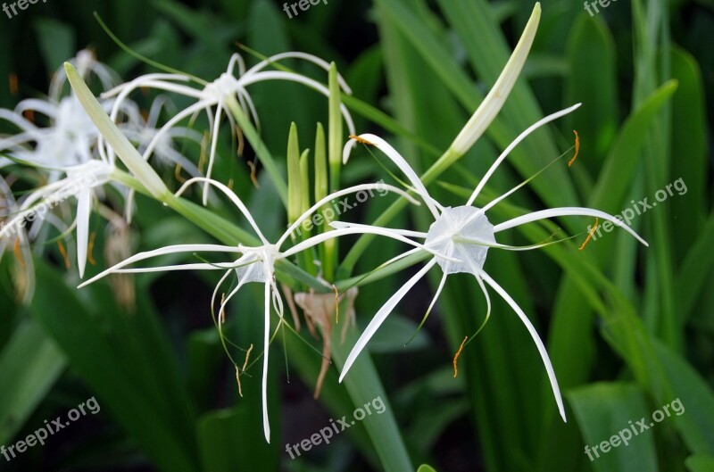 Hymenocalle Hymenocallis Littoralis Lily-spider Amaryllidacée