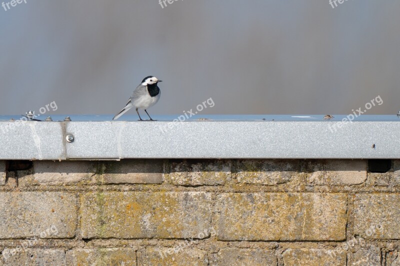 White Wagtail Bird Avian Nature Animal