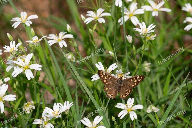 Speckled Wood Pararge Aegeria Butterfly Flowers Invertebrate