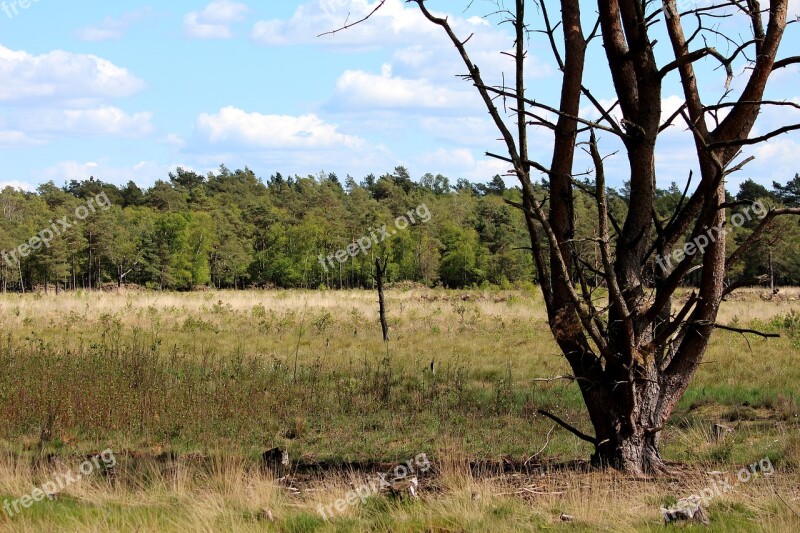 Moor Barren Landscape Tree Nature Reserve Mood