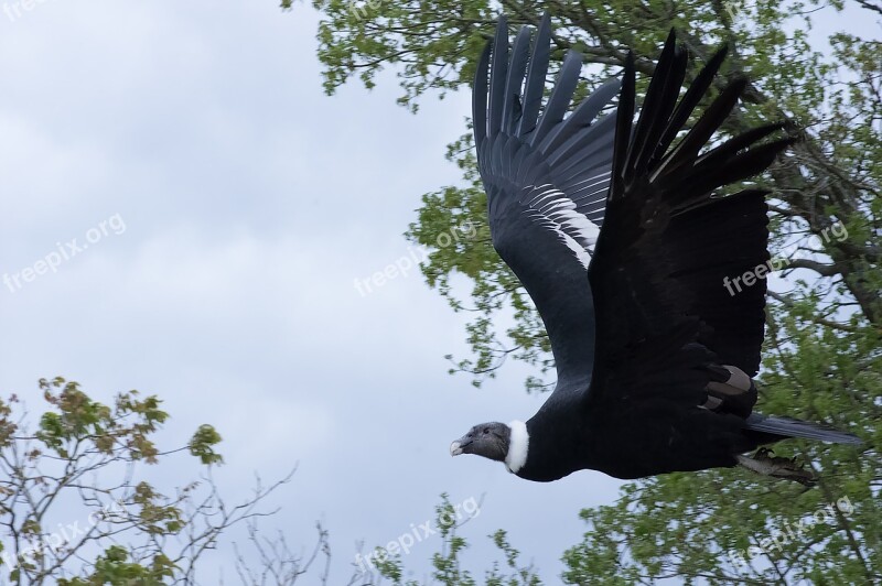 Raptor Vulture Bird Scavenger Feathers