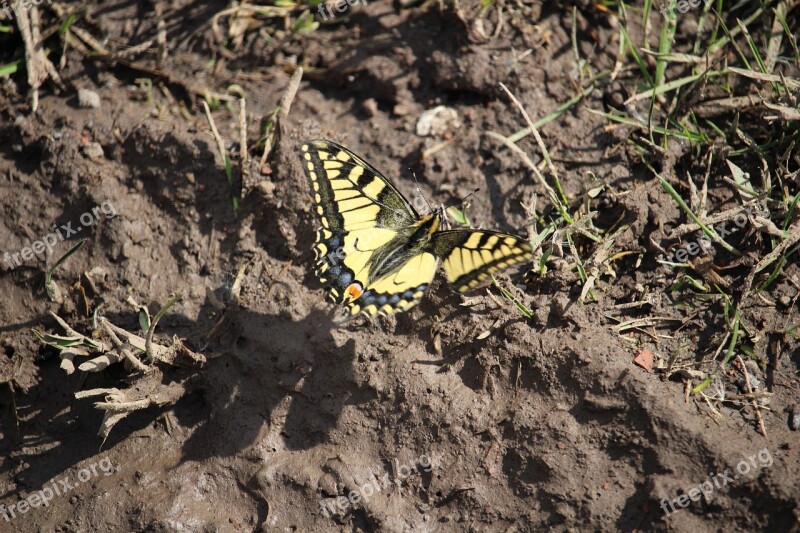 Butterfly Insect Macro Animal Nature