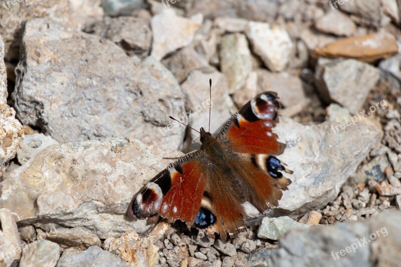 Butterfly Insect Macro Animal Nature