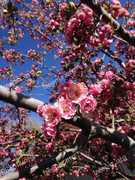 Crabapple Flowers Spring Blossom Bloom