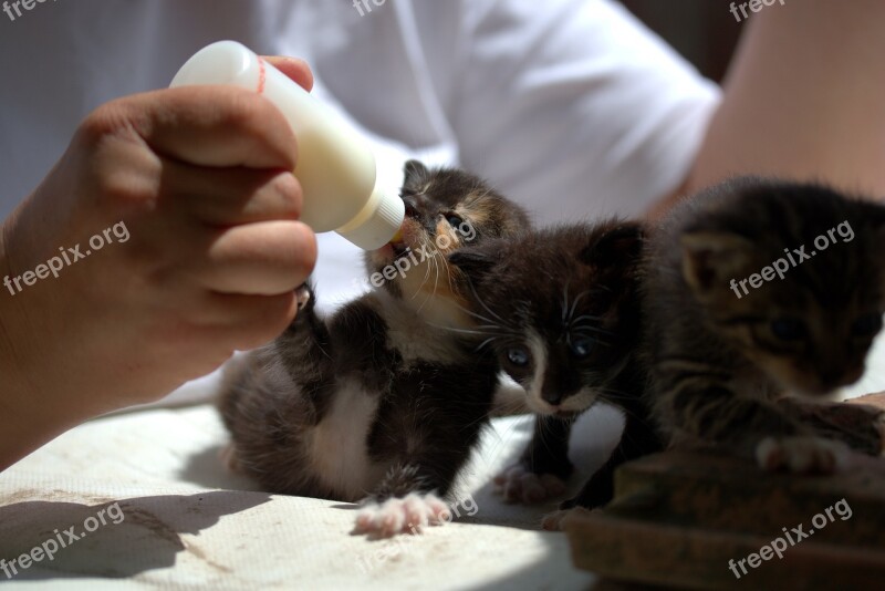 Kitten Small Feeding Milk Nipple