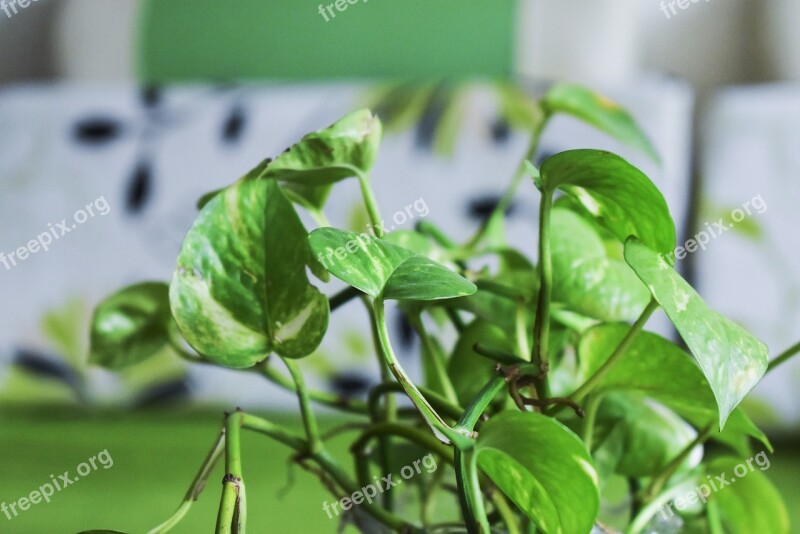 Tree Betel, Ornamental Trees The Leaves Fresh Green Spring