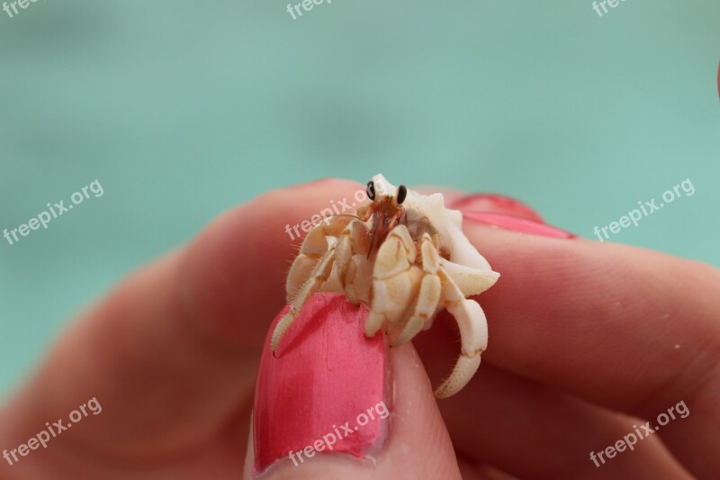 Crab Animal Nature Hands Cute