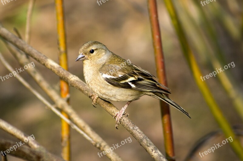 Bird Animal Nature Little Free Photos