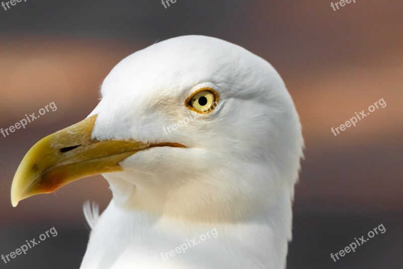 Seagull Bird Animal Head Free Photos