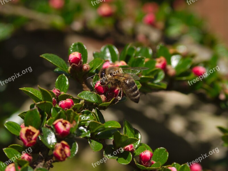 Honeybee Pollination Cotoneaster Bee Nature