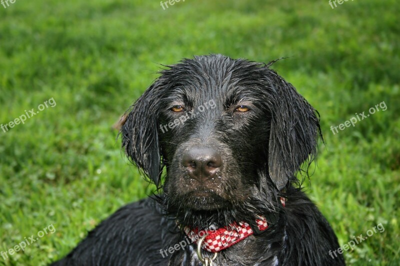 Wet Dog Flat Coated Retriever Wet Puppy Wet Pup Puppy