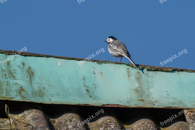 White Wagtail Bird Avian Nature Animal