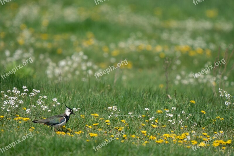 Northern Lapwing Vanellus Vanellus Bird Avian Grass