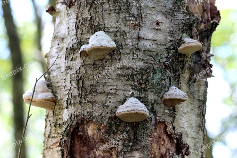 Tree Mushrooms Mood Forest Nature