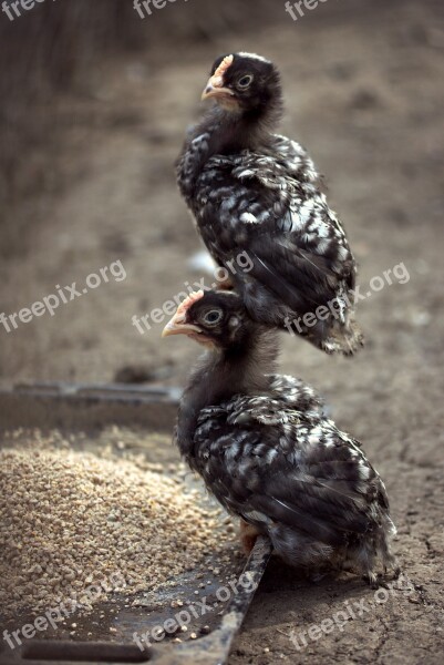 Chicken Acrobat Funny Black Birds