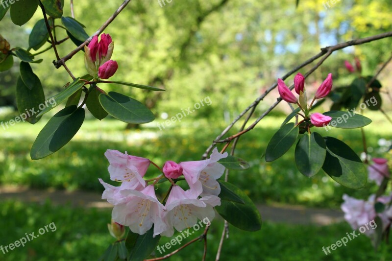 Rhododendron Arboretum Park Garden Nature