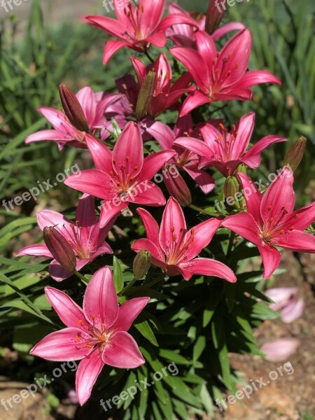 Spring Flowers Lillies Pink Flowers Nature